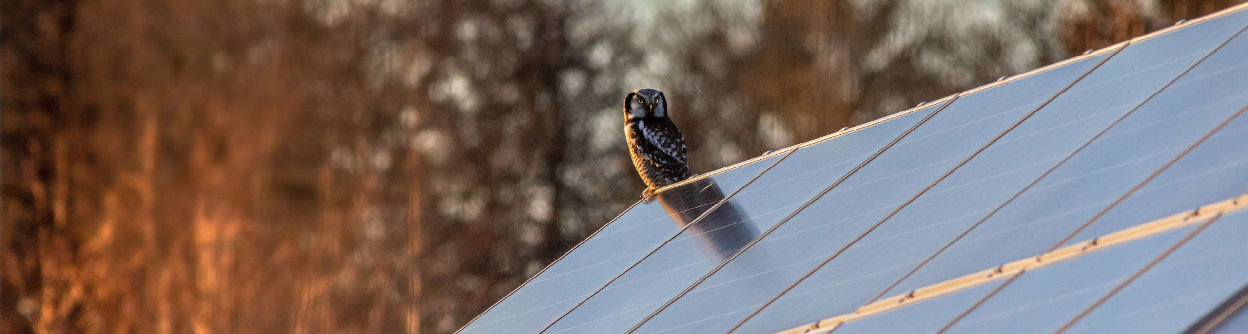 Solární panely a ní nich sedí sova